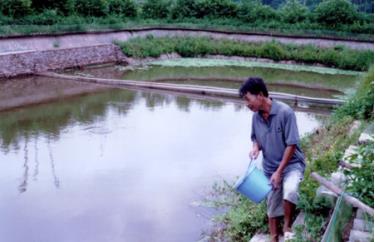 Ông Nguyễn Huy Tâm bên ao nuôi ba ba của gia đình.