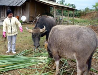 Dự báo Tết Nguyên đán có thể rét đậm, rét hại, ngành nông nghiệp Yên Bái khuyến cáo nông dân cần chuẩn bị chu đáo thức ăn cho gia súc.