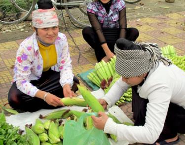 Sản phẩm ngô vụ đông ở Mường Lò, thị xã Nghĩa Lộ