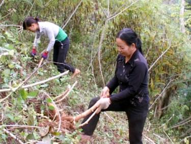 Tranh thủ thời tiết thuận lợi, gia đình bà Hoàng Thị Von thu hoạch sắn để sấy khô chờ sắn lên giá