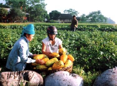 Nông dân xã Nghĩa Lợi thâm canh tăng vụ phát triển kinh tế.
(Ảnh: Pa Ri)