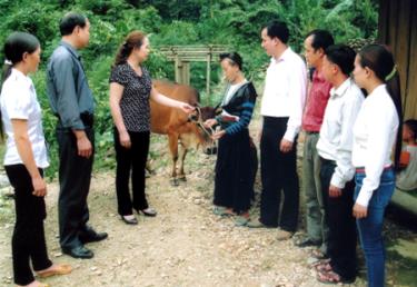 Bà Sùng Thị Chư - Phó chủ tịch Ủy ban MTTQ tỉnh trao bò cho hộ gia đình chị Giàng Thị Mỷ thôn ba Cầu, xã Suối Bu, huyện Văn Chấn giữa năm 2012.