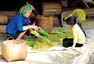 Khi lúa còn nguyên sữa là lúc gặt đem về làm cốm.
