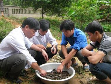 Nuôi lươn trong bể - một trong những mô hình phát triển kinh tế được người dân Lục Yên lựa chọn.