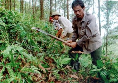 Người dân xã Cảm Ân chăm sóc và bảo vệ tốt diện tích rừng trên địa bàn.