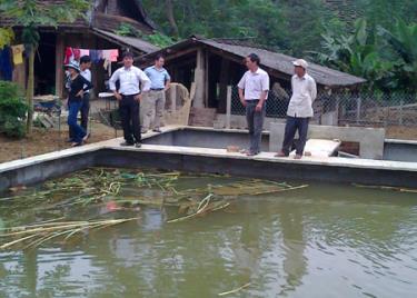 Nhiều dự án nuôi ba ba thương phẩm đang phát triển ở Cảm Ân, Mông Sơn, thị trấn Yên Bình và thị trấn Thác Bà.