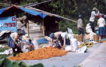 Đồng bào Mông Mù Cang Chải thu hoạch ngô.
