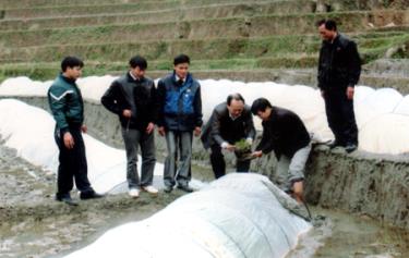 Lãnh đạo huyện Mù Cang Chải và xã Khao Mang kiểm tra công tác phòng, chống rét cho mạ tại bản La Dề Thàng.
