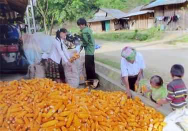 Năm 2013, Suối Bu phấn đấu tổng sản lượng lương thực có hạt đạt trên 1.000 tấn.
(Ảnh: Sùng A Hồng)