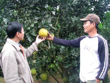Anh Phạm Văn Đường là một trong 6 hộ tiên phong tham gia trồng khảo nghiệm hai giống cây ăn quả mới tại vườn nhà.