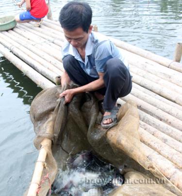 Mỗi ngày gia đình anh Miên từ ao nhà ra thị trường 30 - 40kg cá rô phi đơn tính.
