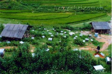 Mô hình nuôi ong mật cho hiệu quả kinh tế cao ở xã Púng Luông (Mù Cang Chải). Ảnh Sùng Đức Hồng