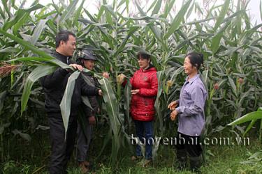 Cán bộ khuyến nông huyện kiểm tra quá trình sinh trưởng và phát triển của cây ngô vụ đông.
