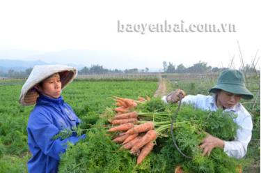 Nông dân xã Phù Nham (Văn Chấn) thu hoạch rau màu vụ đông.