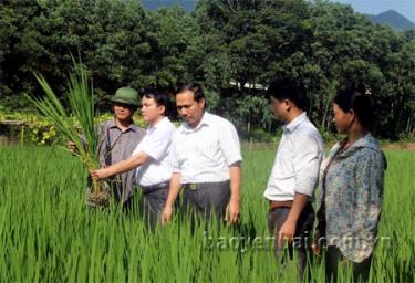 Lãnh đạo Phòng Nông nghiệp và Phát triển nông thôn huyện Yên Bình  kiểm tra sự sinh trưởng và phát triển của cây lúa mỗi vụ sản xuất.
