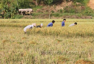 Đưa các giống lúa mới vào canh tác góp phần nâng năng suất và sản lượng thóc trên địa bàn huyện.