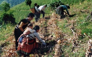 Đồng bào Mông dùng cây ngô đã thu hoạch để tạo các đường băng canh tác bền vững.
