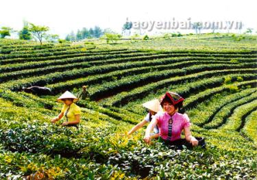 Mùa chè. (Ảnh: Đặng Phương Lan)