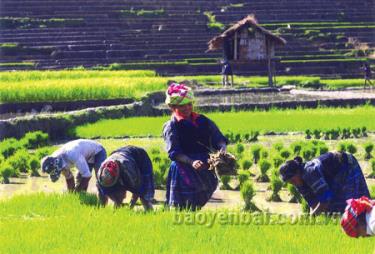 Hầu hết diện lúa vùng cao đã được chuyển đổi làm hai vụ. (Ảnh: Người Mông Mù Cang Chải gieo cấy lúa mùa).