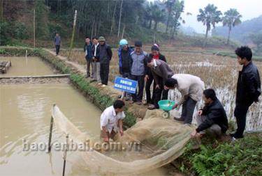 Cán bộ Chi cục Thủy sản tỉnh kiểm tra trọng lượng cá giống tại mô hình nuôi cá ruộng xen canh (1 vụ lúa, 1 vụ cá) tại xã Ngọc Chấn, huyện Yên Bình.
