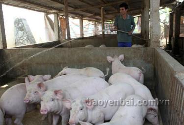 Nhờ phát triển chăn nuôi hàng hóa, nhiều nông dân huyện Lục Yên đã có thu nhập ổn định.
Ảnh: Hồng Duyên
