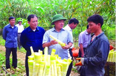 Các đồng chí: Đỗ Văn Chiến - Ủy viên Ban chấp hành Trung ương Đảng, Bí thư Tỉnh ủy (giữa); Phạm Duy Cường - Phó bí thư Tỉnh ủy, Chủ tịch UBND tỉnh (thứ 3, trái sang) thăm mô hình trồng tre măng Bát Độ và kiểm tra tiến độ xây dựng nông thôn mới tại xã Báo Đáp, huyện Trấn Yên.