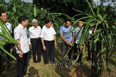 Đồng chí Nông Văn Lịnh (thứ 3, bên trái) thăm mô hình trồng thanh long mang lại hiệu quả kinh tế cao.