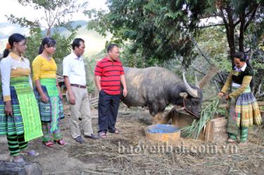 Đảng viên Giàng Thị Giàu, phát triển chăn nuôi đại gia súc.