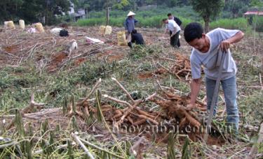 Nông dân xã Đông Cuông (Văn Yên) thu hoạch sắn.
