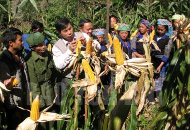 Được hỗ trợ sản xuất, đồng bào Mông ở xã Cao Phạ (Mù Cang Chải) thực hiện thành công canh tác bền vững ngô thu đông trên đất dốc.