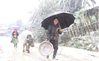 Nông dân xã Bản Mù, huyện Trạm Tấu (Yên Bái) đưa trâu về chuồng để nhốt trong ngày mưa tuyết, giá buốt.