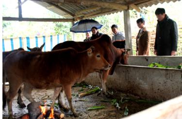 Lãnh đạo huyện Văn Yên đi kiểm tra công tác phòng chống rét cho gia súc ở xã Phong Dụ Hạ