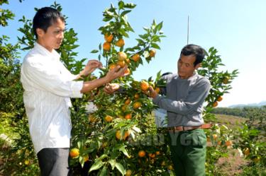 Ông Trần Ngọc Bích (bên phải) thôn Thiên Tuế xã Thượng Bằng La (Văn Chấn) giới thiệu vườn cây ăn quả của gia đình.