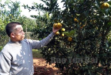 Vườn cam Vinh của gia đình ông Triệu Văn Điện - thôn 1 Nà Chao, xã Mường Lai, huyện Lục Yên đang trong thời gian thu hoạch.
