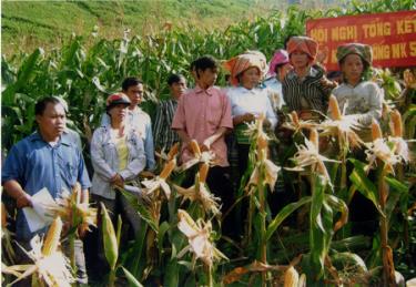 Đồng bào Mông huyện Trạm Tấu tham quan mô hình đưa các giống ngô năng suất cao vào canh tác trên đất dốc.