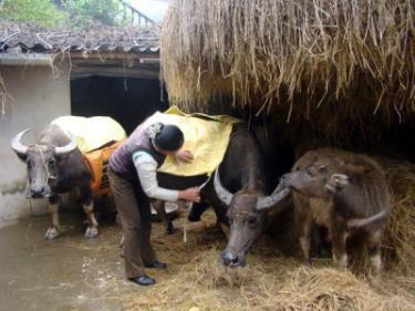 Thực hiện nghiêm các biện pháp phòng, chống đói, rét đã được chỉ đạo, hướng dẫn của chính quyền và cơ quan chuyên môn.