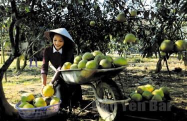 Thu hoạch bưởi đặc sản ở Đại Minh, huyện Yên Bình. (Ảnh: Thanh Miền)