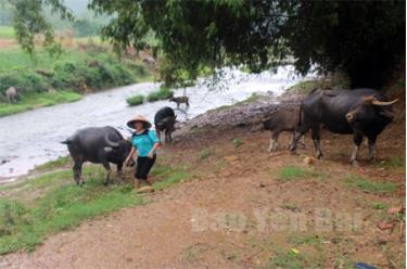 Nhờ được tập huấn kỹ thuật chăn nuôi gia súc, bà Nguyễn Thị Hái, thôn Khe Quyền xã Đông An, huyện Văn Yên chăm sóc tốt đàn trâu của gia đình.