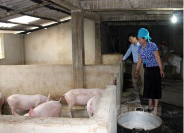 Mô hình nuôi lợn thịt của bà Lò Thị Pình, thôn Lừu 2, xã Hát Lừu cho thu nhập trên 50 triệu đồng mỗi năm.