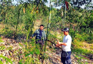 Anh Dương Phú Hải (bên phải) chăm sóc tre măng đúng kỹ thuật nên luôn thu được năng suất cao.