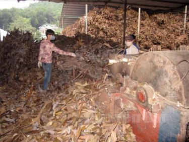 Công ty TNHH Quế Văn Yên, xã Đại Sơn mỗi năm sản xuất 30 tấn tinh dầu quế, tạo việc làm cho 20 lao động với mức thu nhập bình quân 6 triệu đồng/người/tháng.