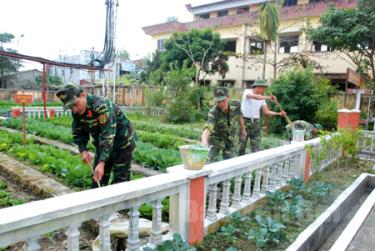 Cán bộ, chiến sỹ Ban Chỉ huy Quân sự thị xã Nghĩa Lộ chăm sóc vườn rau chuẩn bị đón tết.