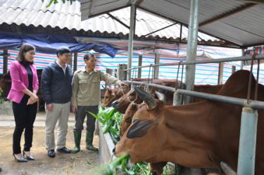 Mô hình “Dân vận khéo” nhóm hộ chăn nuôi bò ở xã Mậu Đông.
