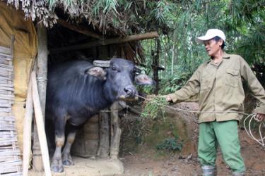 Được vay vốn từ Quỹ Hỗ trợ nông dân huyện Văn Chấn, gia đình ông Vũ Quang Hưng ở xã Đại Lịch đã đầu tư mua trâu, bò để phát triển kinh tế gia đình.