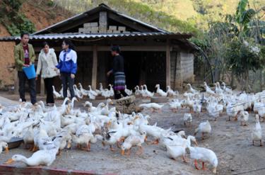 Mô hình chăn nuôi vịt đẻ trứng của đoàn viên Sùng A Páo ở bản Đề Sủa, xã Lao Chải cho thu nhập trên 100 triệu đồng/năm.