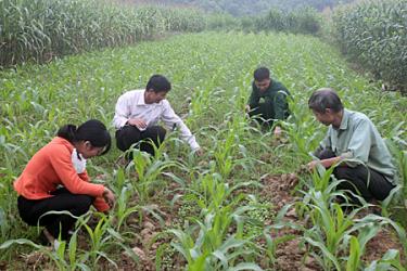 Nhân dân xã Hoàng Thắng, chăm sóc rau màu vụ đông.