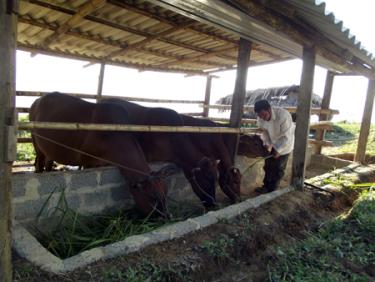 Nhiều hộ dân ở xã Suối Giàng, được hỗ trợ vay vốn nuôi bò để phát triển kinh tế.
