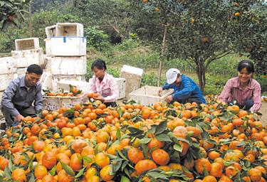 Nông dân huyện Văn Chấn thu hoạch cam.