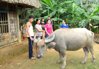 Nhờ vay vốn Ngân hàng Chính sách xã hội, anh Hoàng Văn Cứu ở thôn Khau Sảo, xã Minh Tiến đã mua được trâu giống. (Ảnh: A Mua)