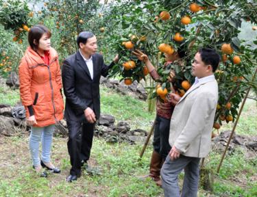 Khánh Hòa đã hình thành vùng trồng cam hàng hóa với diện tích gần 180 ha.